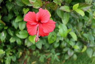 直播爆料扶桑花的视频下载,扶桑花种植技巧与养护全解析