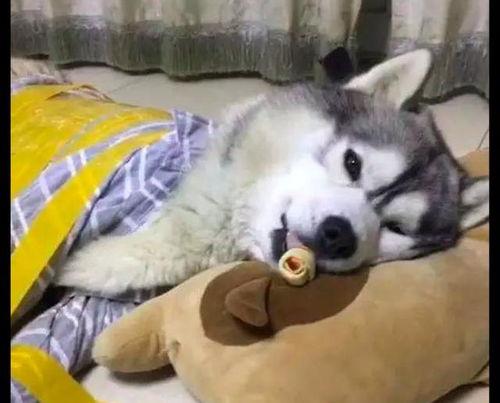 哈士奇起泡胶爆料视频下载,揭秘宠物用品背后的真相